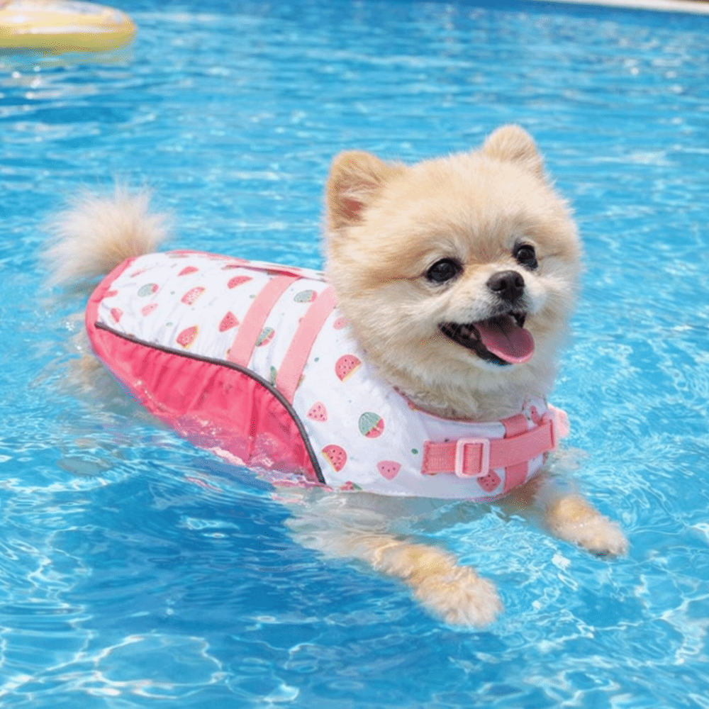 Rompi Pelampung Anjing yang Da - Life Jacket Buoyancy ulasan dan harga